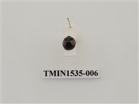 藏品(黃斑盤瓢蟲)的圖片